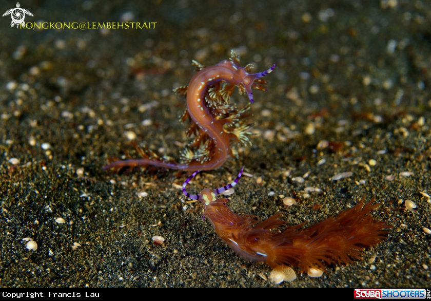 A Aeolid Nudibranchs