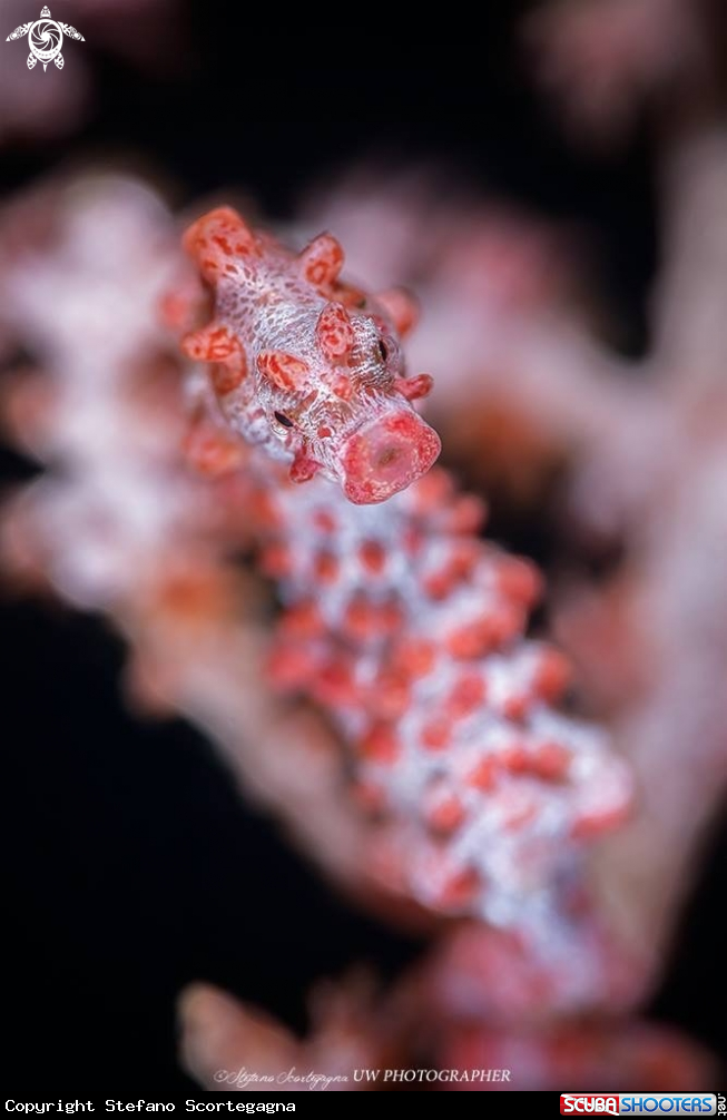 A Sea Horse bargibanti