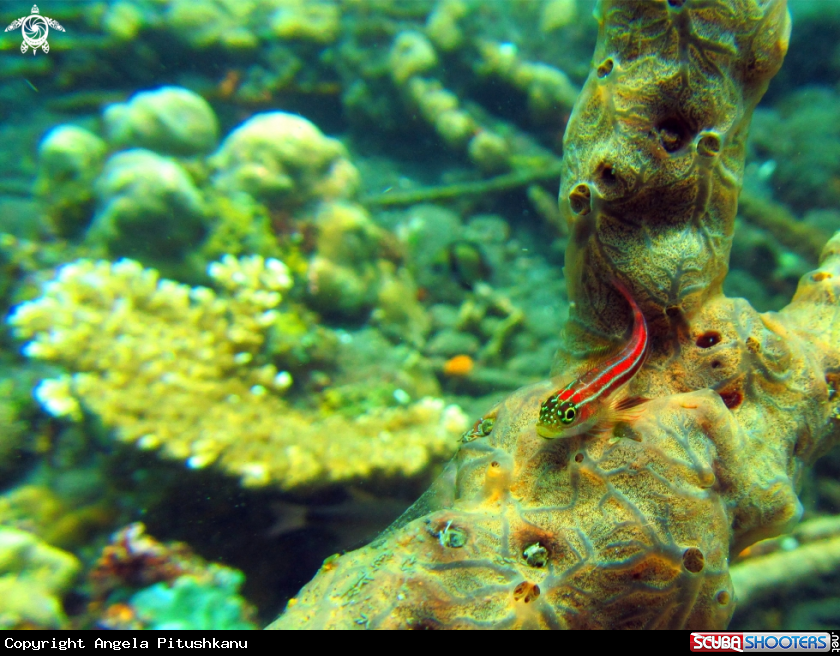 A Red underwater objects