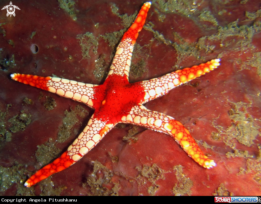 A Red underwater objects