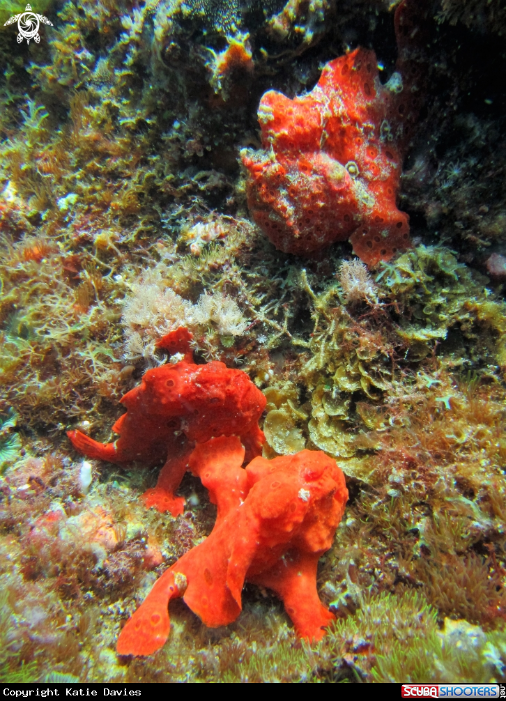A Frogfish