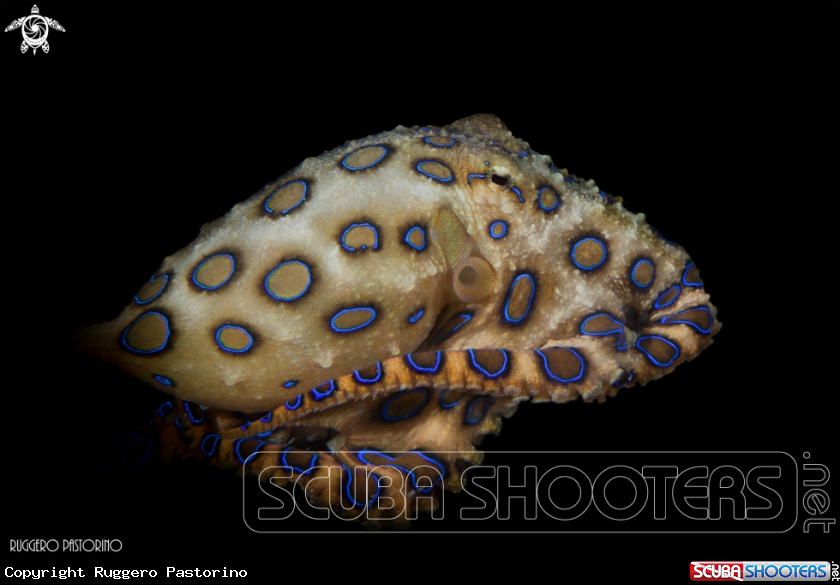A Blue ringed octopus
