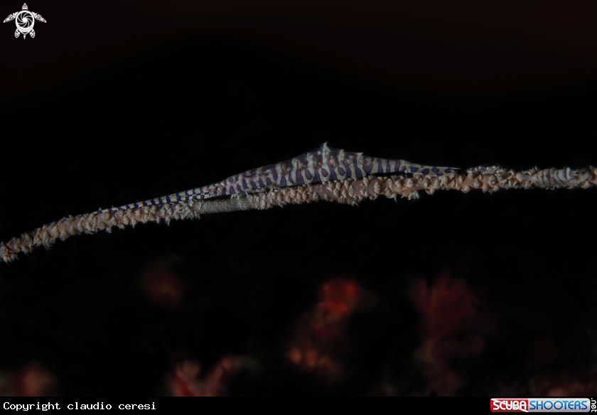 A Gamberetto sega - Tozeuma shrimp  