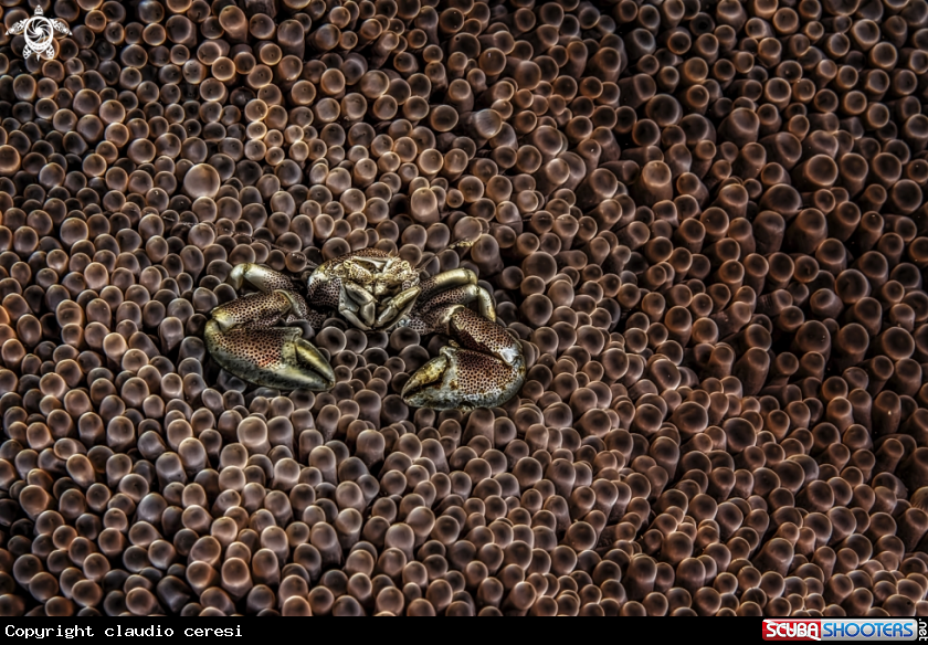 A porcelain crab