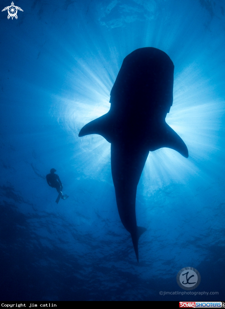 A Whale shark