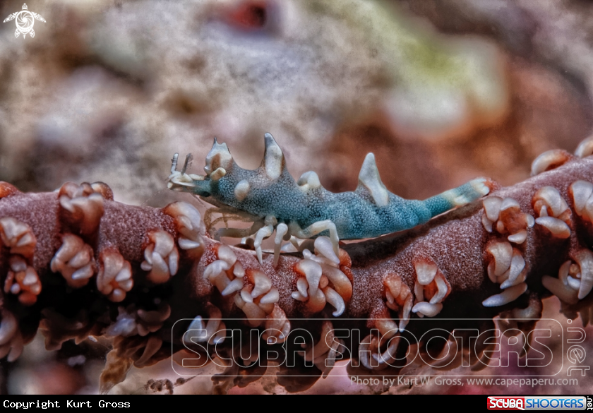A Dragon shrimp
