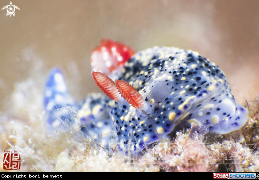 A Hypselodoris 