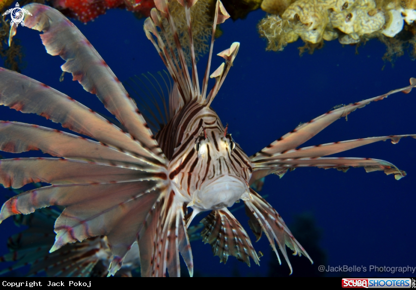 A Lionfish