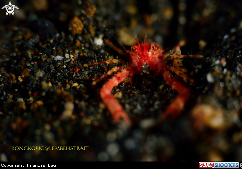 A Red Night Shrimp