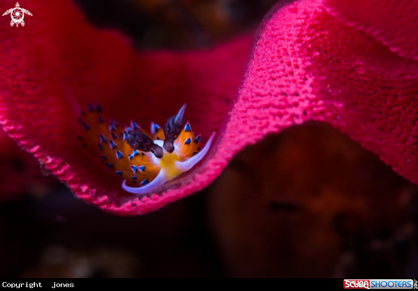 A Egg eating Nudibranch