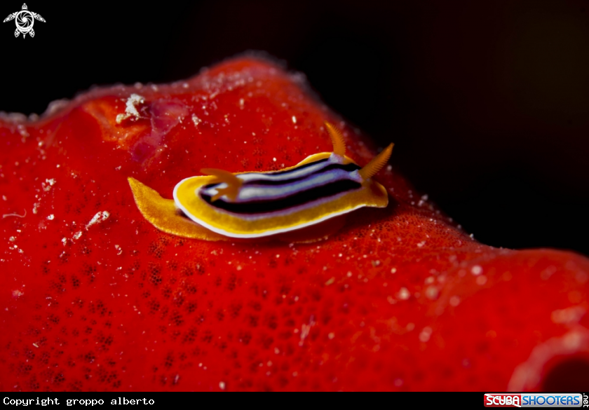 A nudibranco