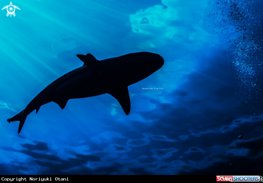 A Shark
