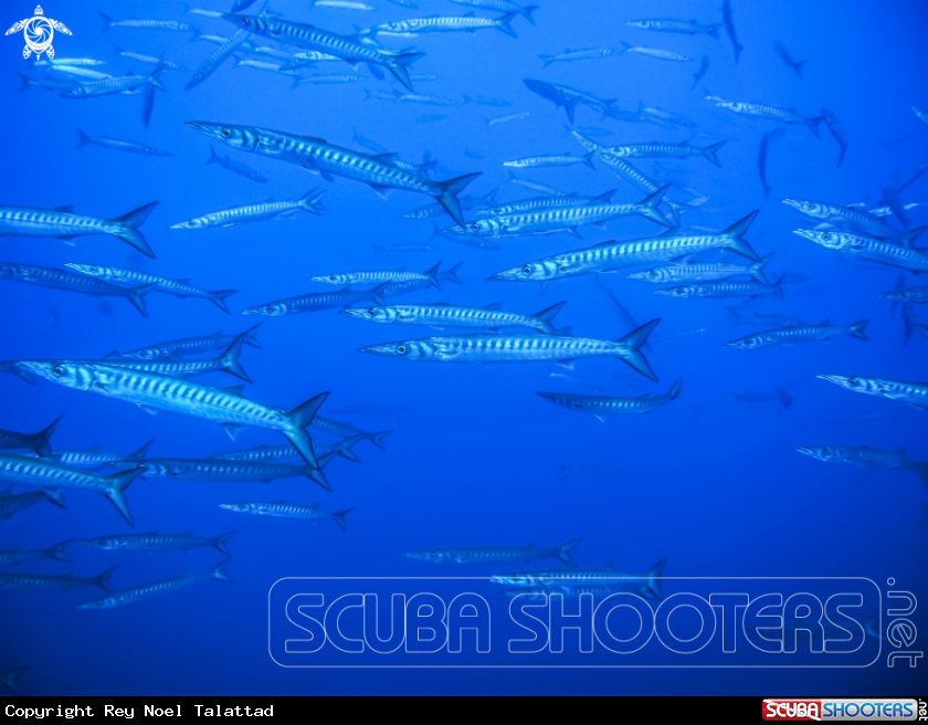 A Barracuda