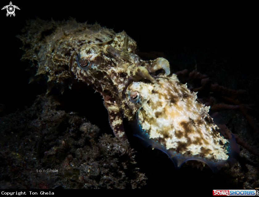 A Squid