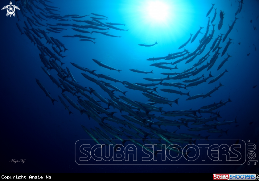 A Barracudas