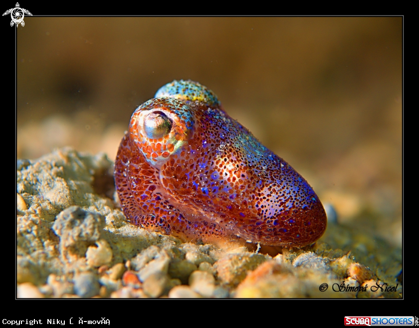 A Cuttlefish