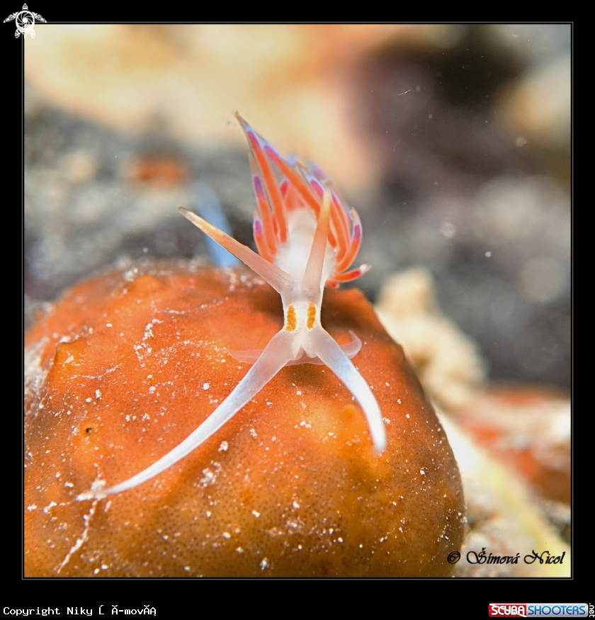 A Cratena peregrina