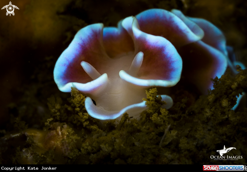 A Frilled Nudibranch