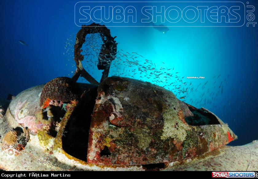 A underwater creature