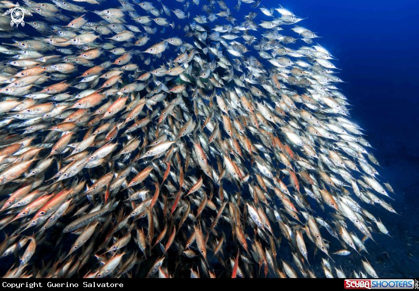 A Macroramphosus scolopax