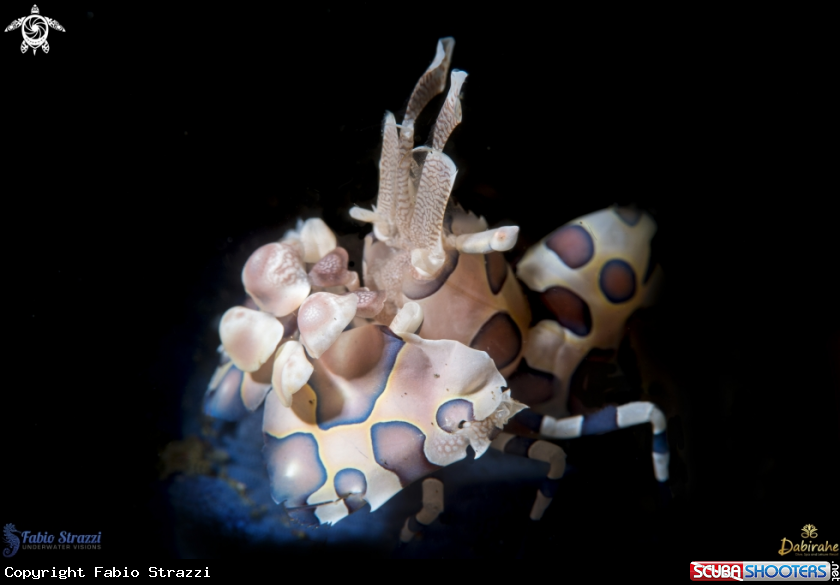 A Alequin Shrimp