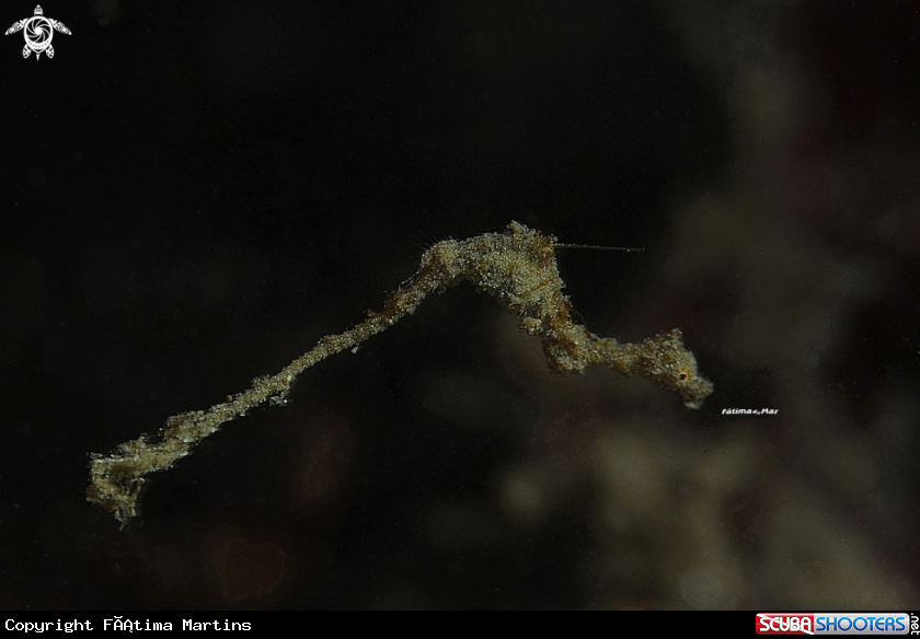 A underwater creature
