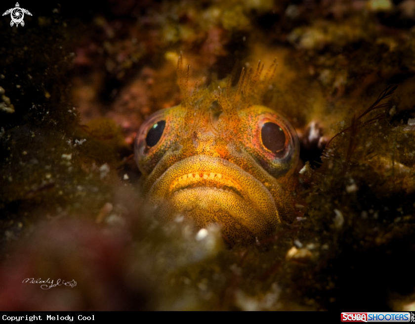 A Blenny 