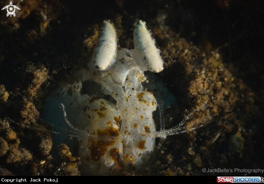 A Mantis shrimp