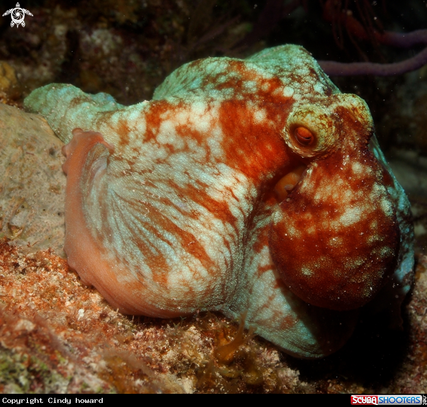 A Octopus