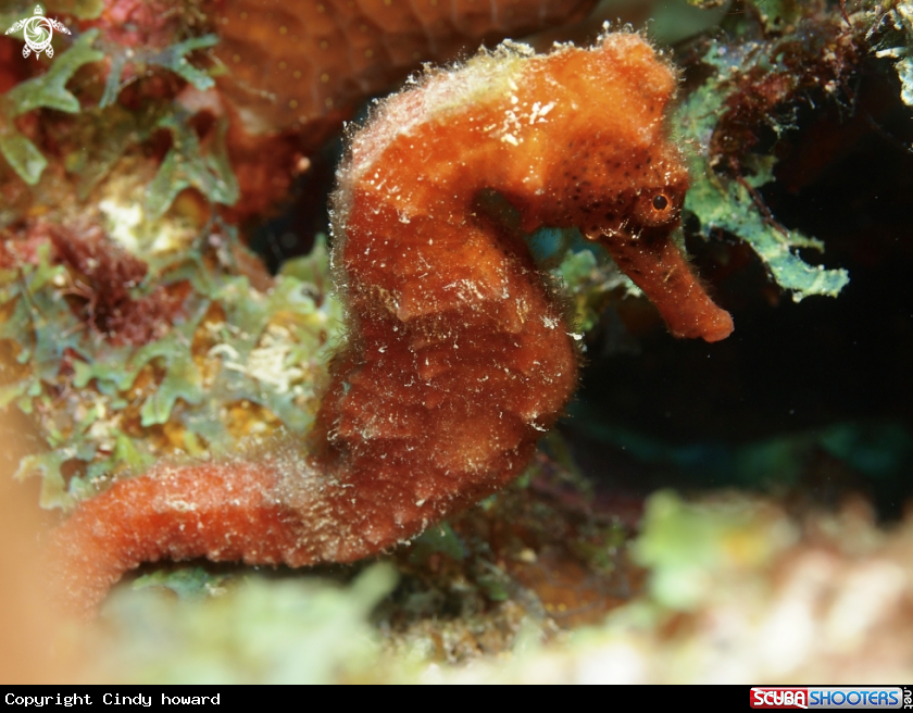 A Seahorse