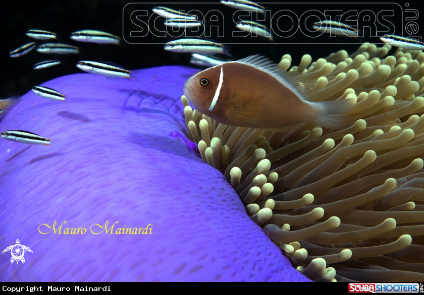 A Clownfish, anemone and company