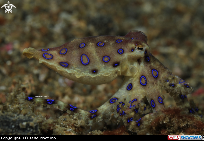A underwater creature