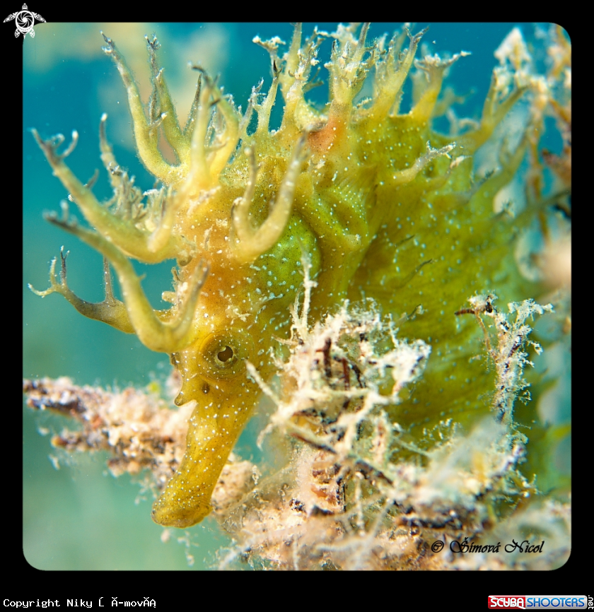 A Sea horse