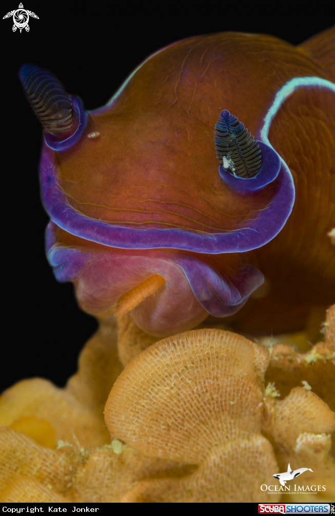 A Black Nudibranch