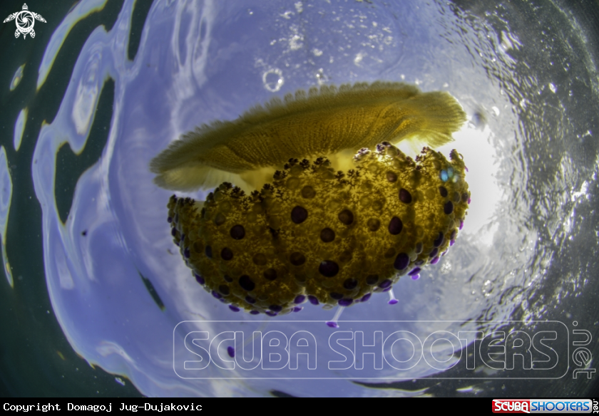 A jellyfish