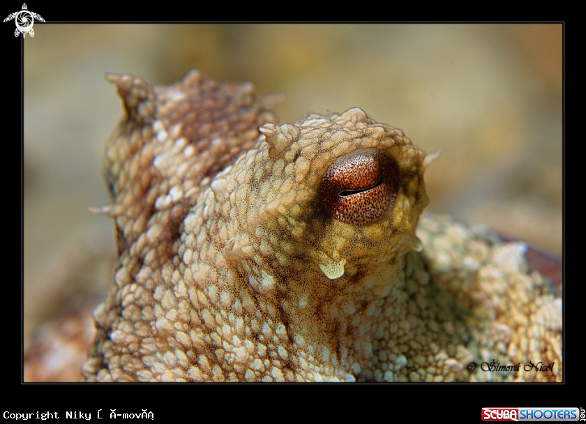 A Octopus eye