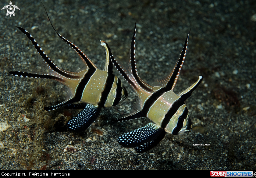 A underwater creature