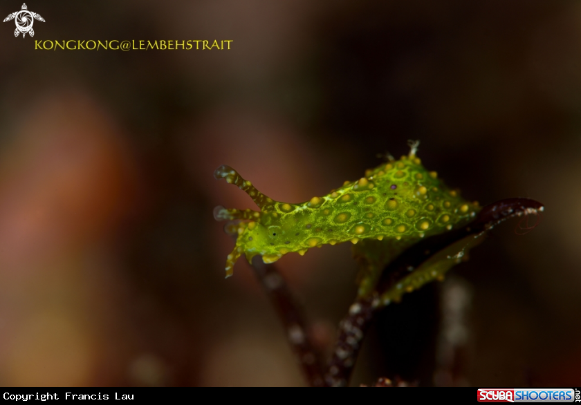 A Leafslug
