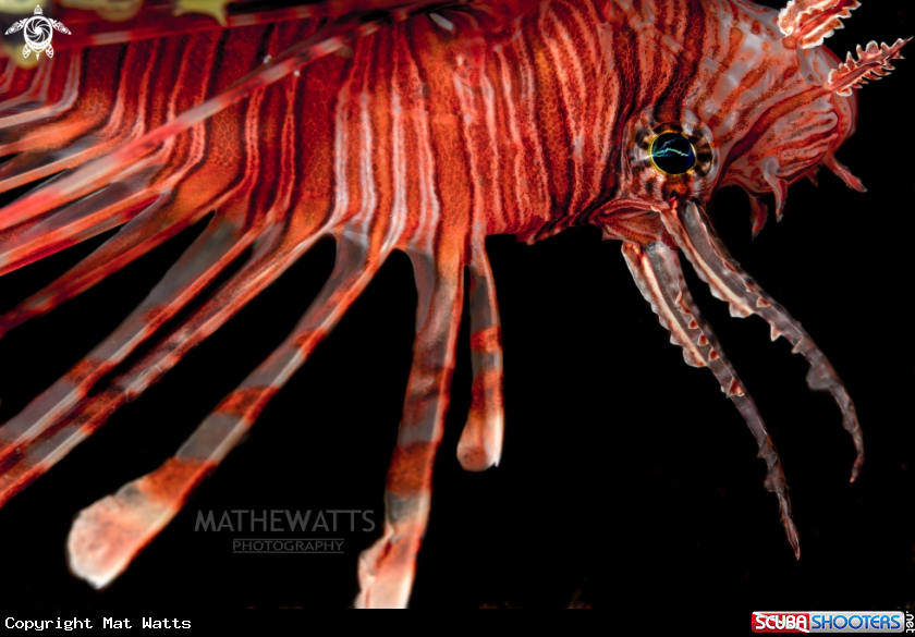 A Lion Fish