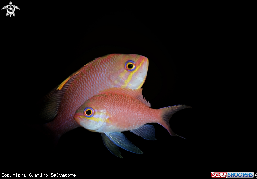 A anthias anthias