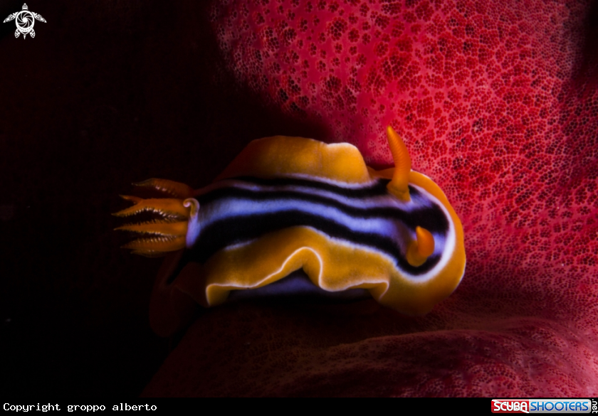 A nudibranco