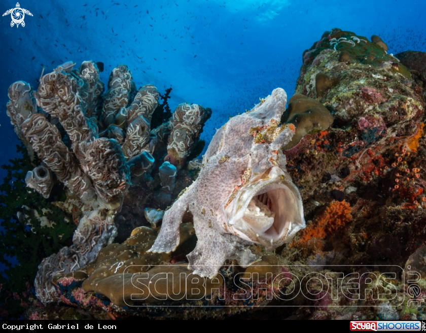 A Frog Fish