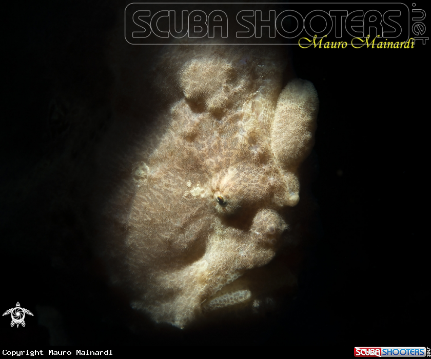 A Frogfish