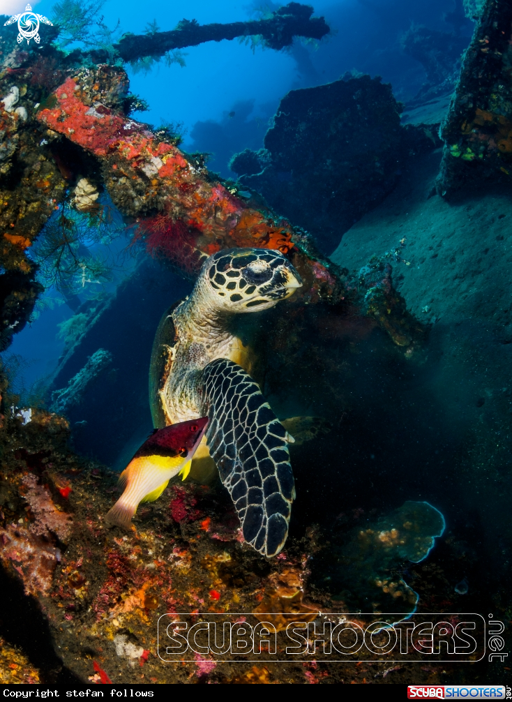 A Levity  Hawksbill Turtle