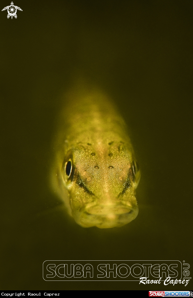 A Baby Pike