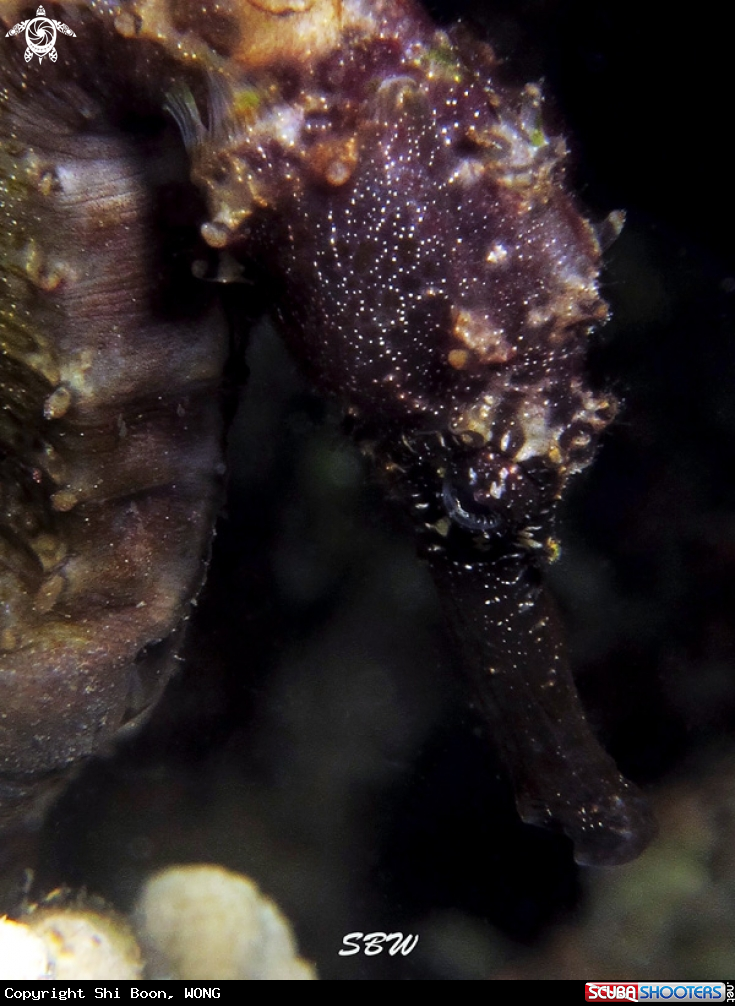 A underwater creature