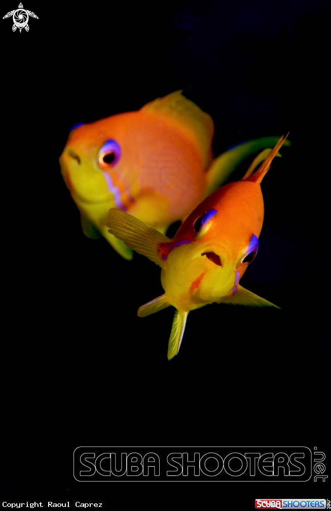 A Anthiax