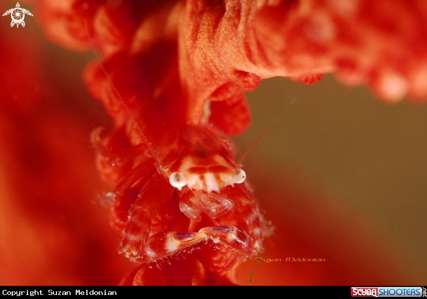 A Porcelain Crab