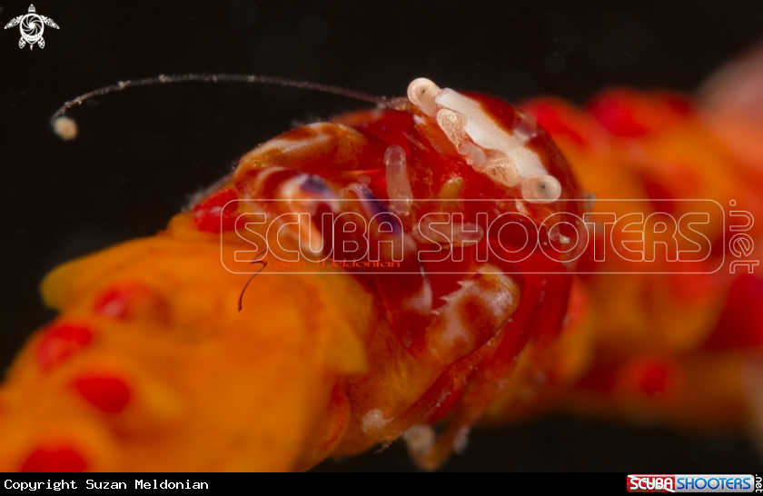 A Porcelain Crab