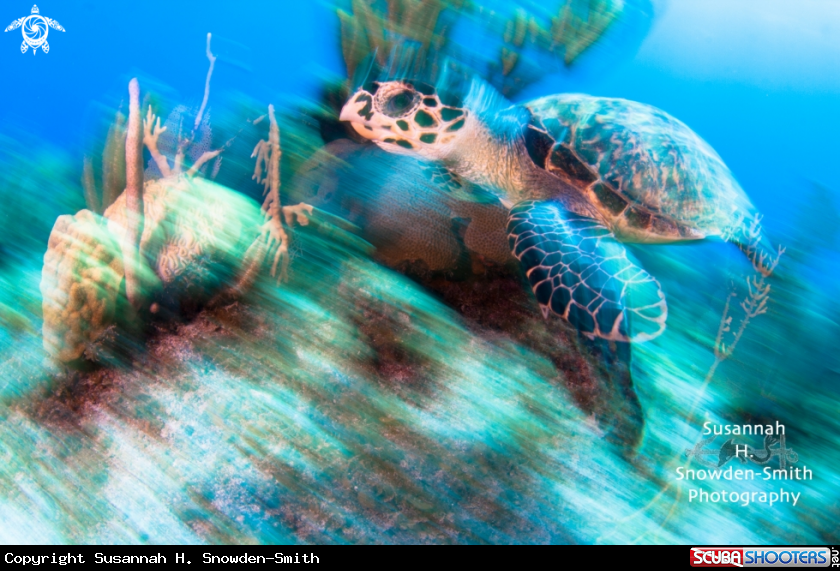 A Hawksbill Turtle